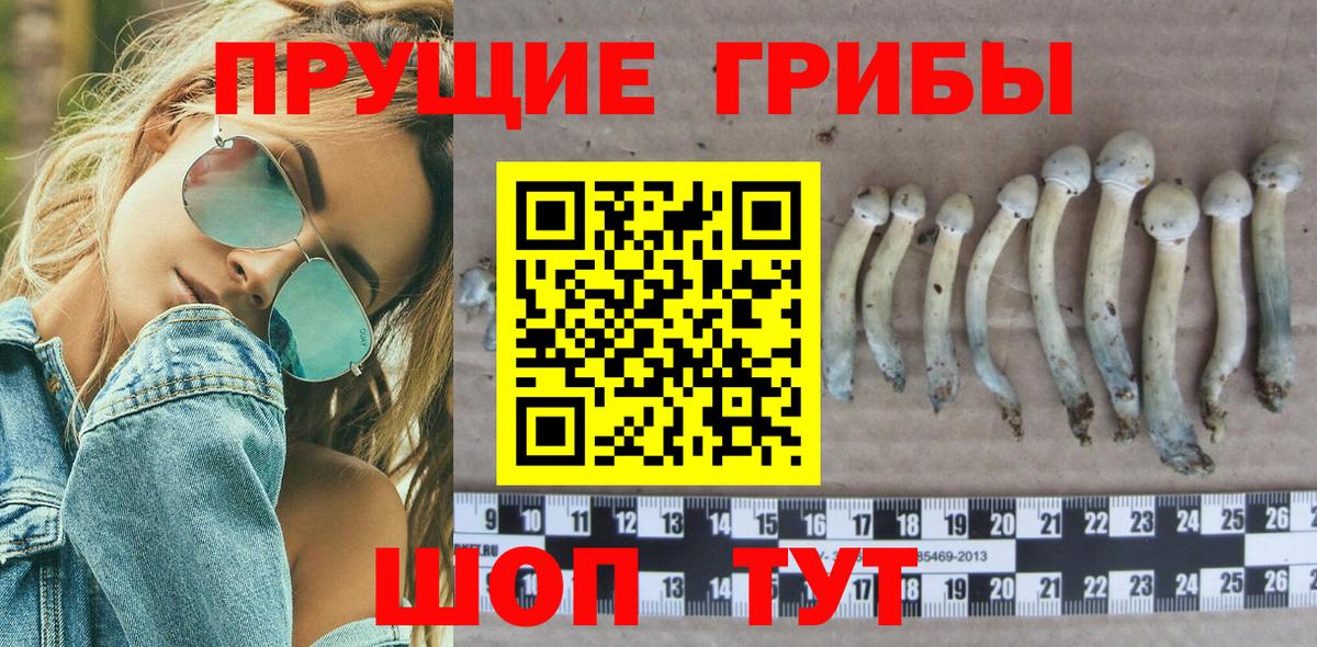 Обь  Псилоцибиновые грибы Psilocybe  Вход с VPN  Псилоцибиновые грибы мицелий 